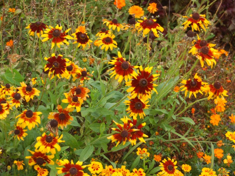 Asteraceae rosse e gialle - Rudbeckia hirta